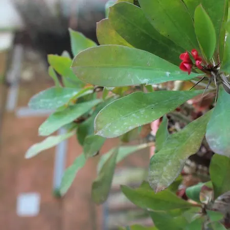 John B .&b. 2* לוקה